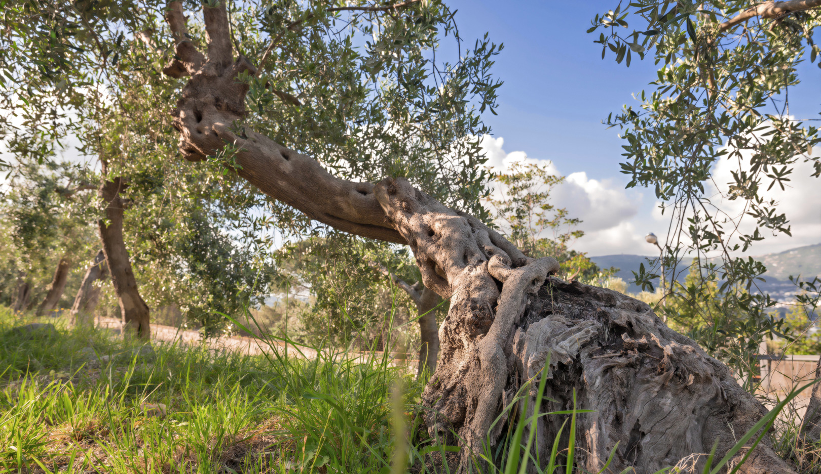 Olio di oliva penisola sorrentina